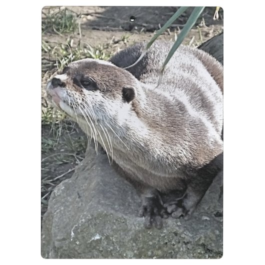 PORTE-BLOC COUPER OTTER (Dos)