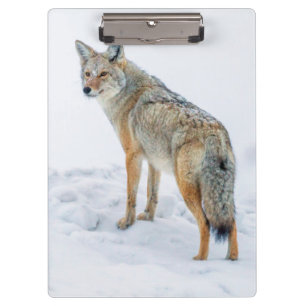 Porte-bloc Coyote aux aguets dans la neige
