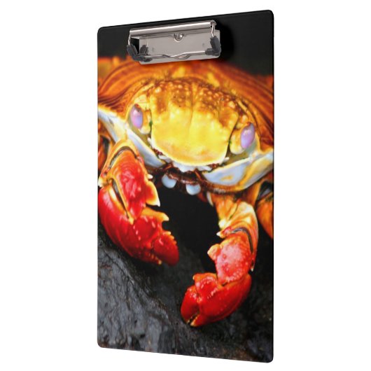 Porte-bloc Crabe de Galapagos (Gauche)