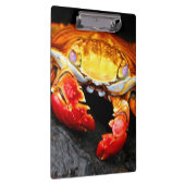 Porte-bloc Crabe de Galapagos (Swatch)