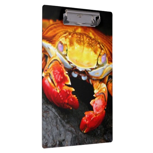 Porte-bloc Crabe de Galapagos (Swatch)