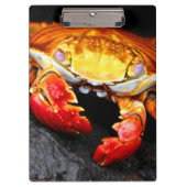 Porte-bloc Crabe de Galapagos (Devant)