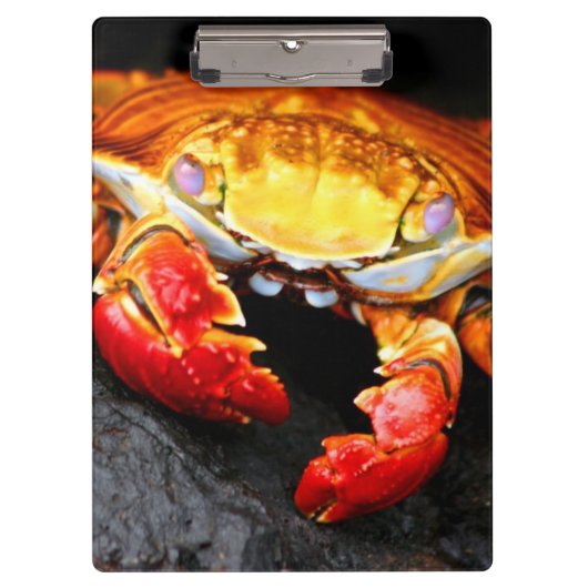 Porte-bloc Crabe de Galapagos (Devant)