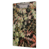 Porte-bloc Crassula perforata (Gauche)