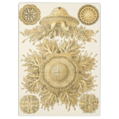 Porte-bloc Créatures d'or de mer (Dos)