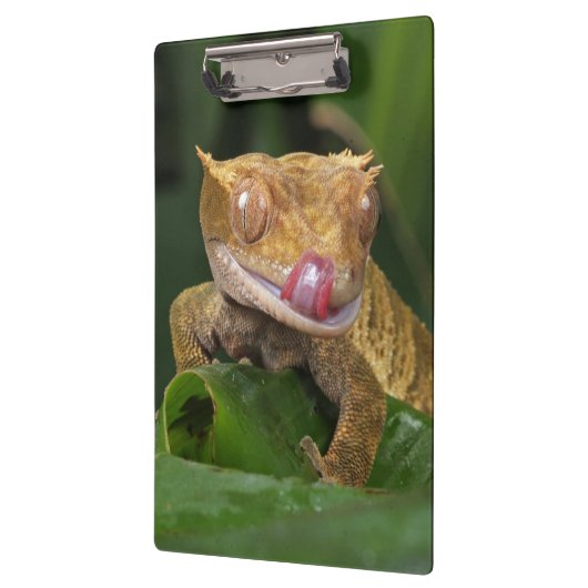 Porte-bloc Crested Gecko Lizard (Gauche)