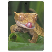 Porte-bloc Crested Gecko Lizard (Dos)