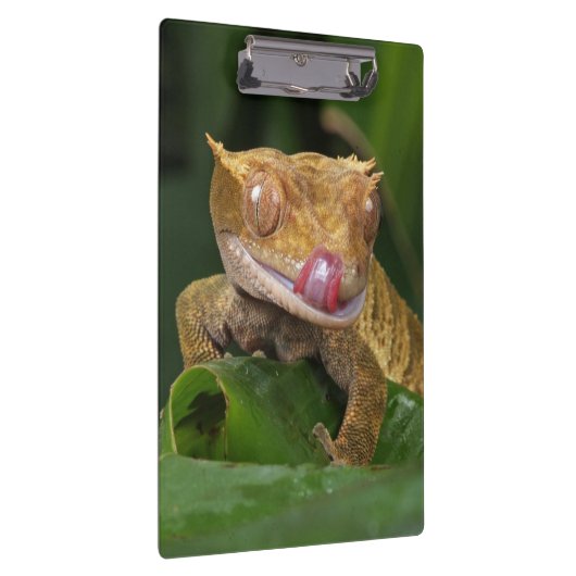 Porte-bloc Crested Gecko Lizard (Swatch)