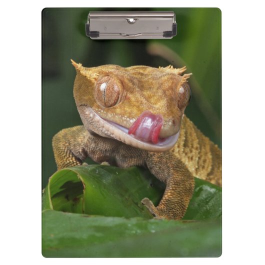 Porte-bloc Crested Gecko Lizard (Devant)
