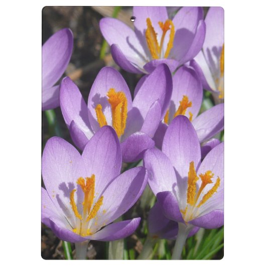 Porte-bloc Crocus violets ensoleillés (Dos)
