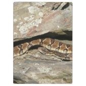 Porte-bloc Crotale dans le parc national de Shenandoah (Dos)
