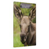 Porte-bloc Curieux orignal (Swatch)