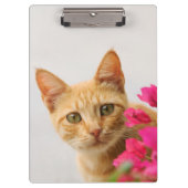 Porte-bloc Cute Ginger Chat Kitten Vous Regardant - Personnal (Devant)