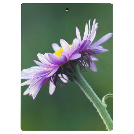 Porte-bloc Daisy alpin (Dos)