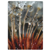 Porte-bloc Dandelion et gouttes d'eau, CA (Dos)