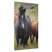 Porte-bloc De beaux chevaux (Swatch)