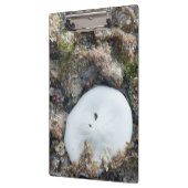 Porte-bloc Dollar du sable dans le Fiji Reef à Low Tide (Gauche)