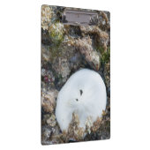 Porte-bloc Dollar du sable dans le Fiji Reef à Low Tide (Swatch)