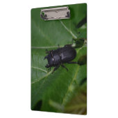 Porte-bloc Dorcus parallelipipedus, le moindre dendroctone du (Gauche)