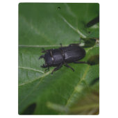 Porte-bloc Dorcus parallelipipedus, le moindre dendroctone du (Dos)
