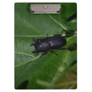 Porte-bloc Dorcus parallelipipedus, le moindre dendroctone du
