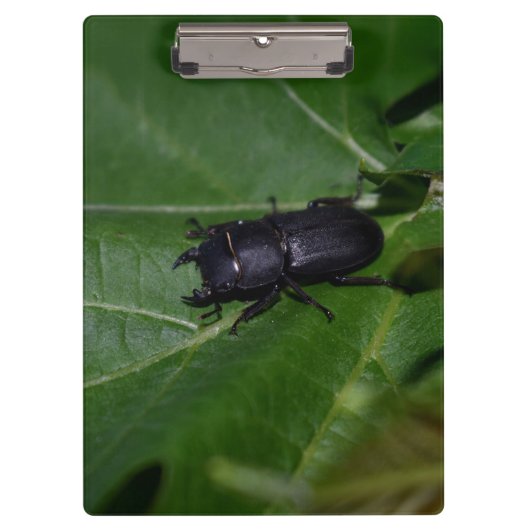 Porte-bloc Dorcus parallelipipedus, le moindre dendroctone du (Devant)