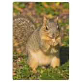 Porte-bloc Écureuil gris, mangeant, cacahuète, Crystal Spring (Dos)