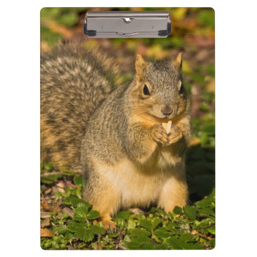 Porte-bloc Écureuil gris, mangeant, cacahuète, Crystal Spring (Devant)