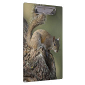 Porte-bloc Écureuil gris oriental ou écureuil gris (Swatch)