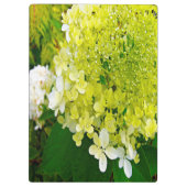 Porte-bloc Élégante Chartreuse Vert Limelight Hydrangea (Dos)