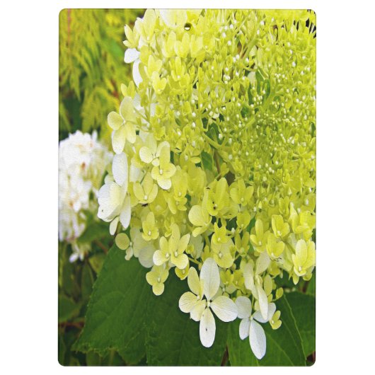 Porte-bloc Élégante Chartreuse Vert Limelight Hydrangea (Dos)