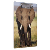 Porte-bloc Éléphant de savane d'Afrique (Swatch)