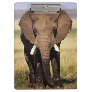 Porte-bloc Éléphant de savane d'Afrique