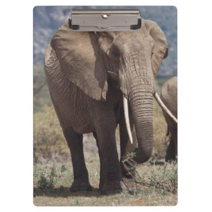 Porte-bloc Éléphante marchant avec un éléphanteau