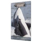 Porte-bloc Éruption d'une baleine orque (Gauche)