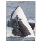 Porte-bloc Éruption d'une baleine orque (Dos)