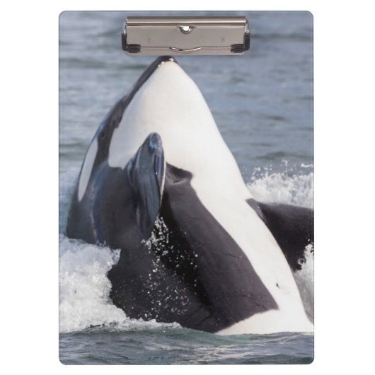 Porte-bloc Éruption d'une baleine orque (Devant)
