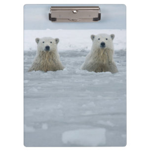 Porte-bloc États-Unis, Alaska, North Slope, Ours polaires