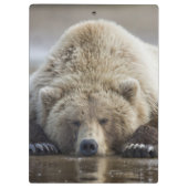 Porte-bloc États-Unis, Alaska, Parc national de Katmai, Ours  (Dos)