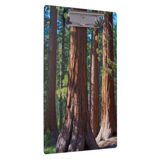 Porte-bloc États-Unis, Californie. Troncs de séquoia, Maripos (Swatch)