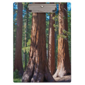 Porte-bloc États-Unis, Californie. Troncs de séquoia, Maripos (Devant)