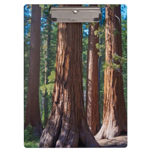 Porte-bloc États-Unis, Californie. Troncs de séquoia, Maripos (Devant)