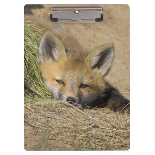 Porte-bloc États-Unis, Colorado, Breckenridge. Alerte renard