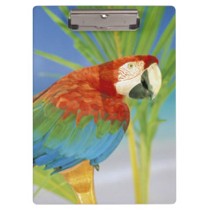 Porte-bloc États-Unis, Hawaï. Perroquet