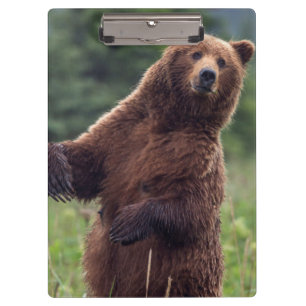 Porte-bloc États-Unis, sud-est de l'Alaska, ours Brown et pet