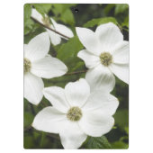 Porte-bloc États-Unis, Washington, Pacific Dogwood, Cornus (Dos)