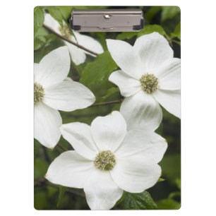 Porte-bloc États-Unis, Washington, Pacific Dogwood, Cornus