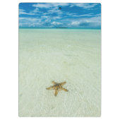 Porte-bloc Étoile marine dans les eaux peu profondes, Palau (Dos)