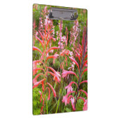 Porte-bloc Fleur de Bugle Lily (Watsonia), Cap Est (Swatch)