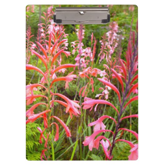 Porte-bloc Fleur de Bugle Lily (Watsonia), Cap Est (Devant)